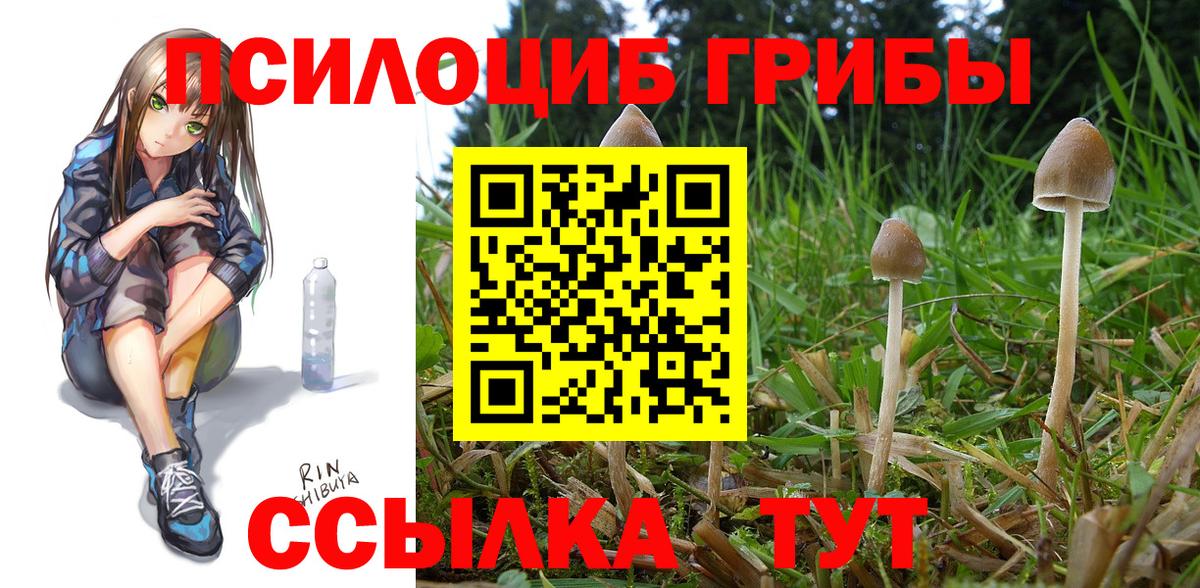 Псилоцибиновые грибы Psilocybe Урус-Мартан